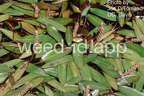 pondweed, American